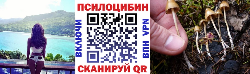 Купить  Плёс  Псилоцибиновые грибы GOLDEN TEACHER 
